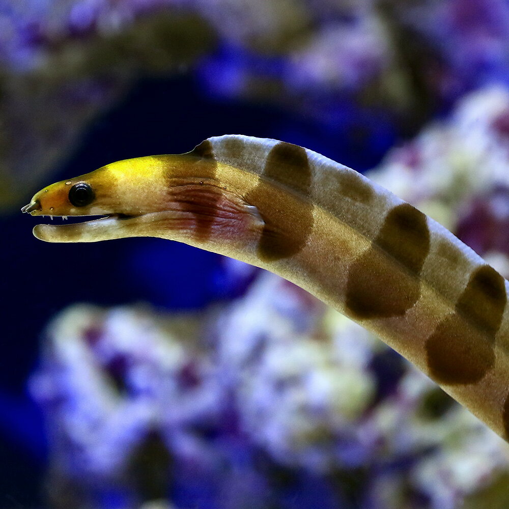 （海水魚）クラカケウツボ（1匹）