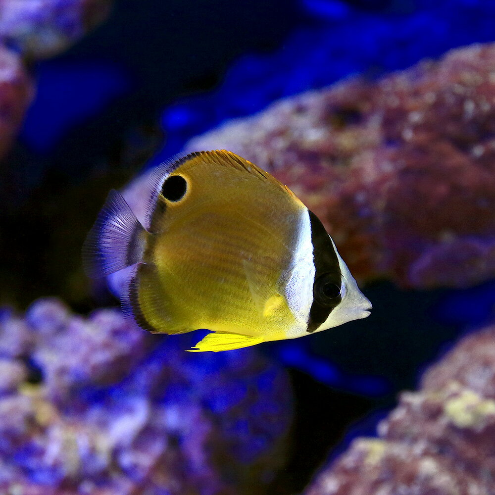 （海水魚）沖縄産　チョウチョウウオ　Sサイズ（1匹）のサムネイル