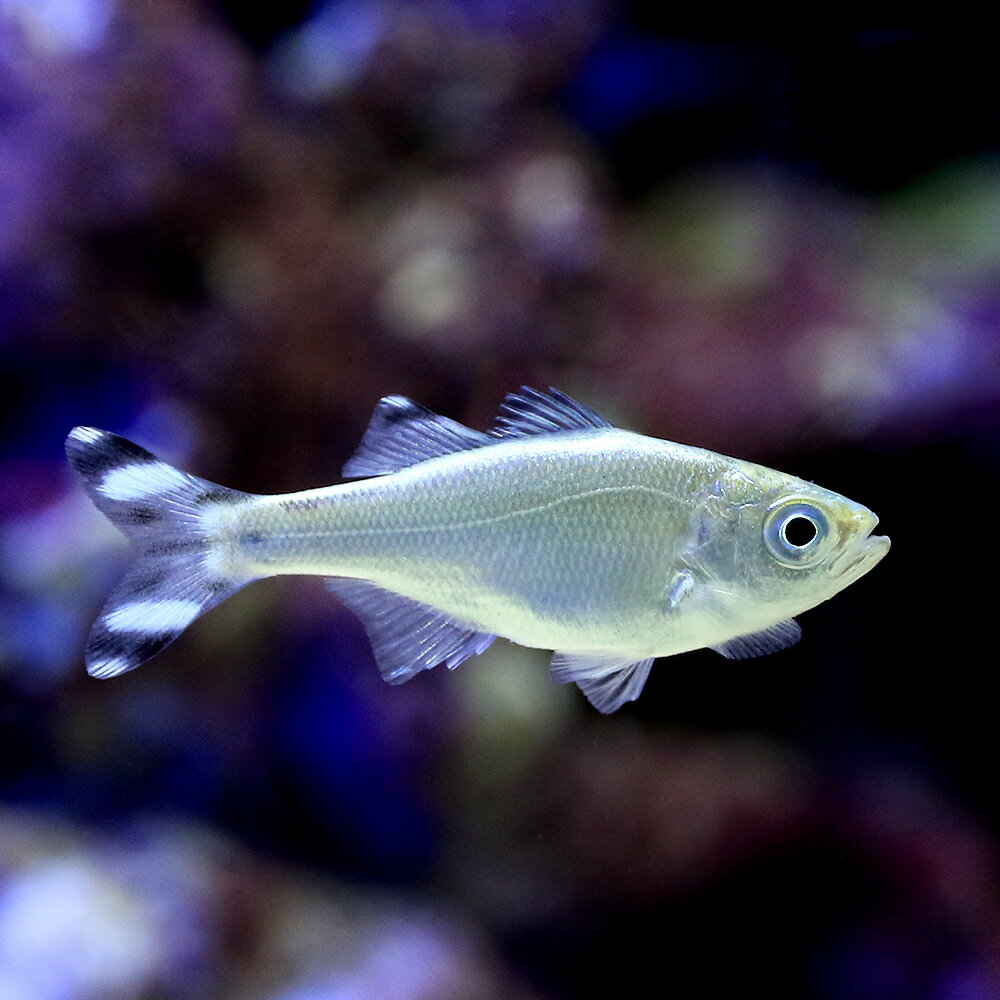 （海水魚）ギンユゴイ（1匹）