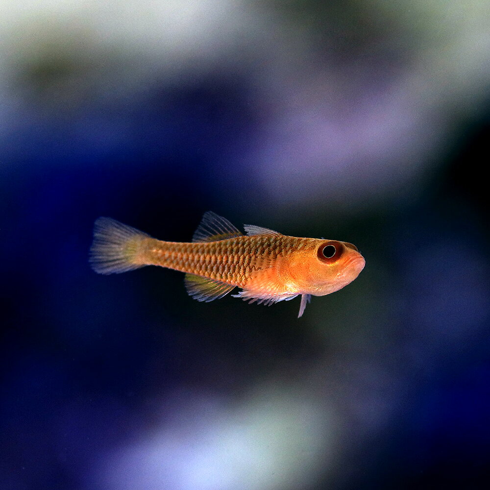 （海水魚）沖縄産　ウロコベニハゼ（1匹）