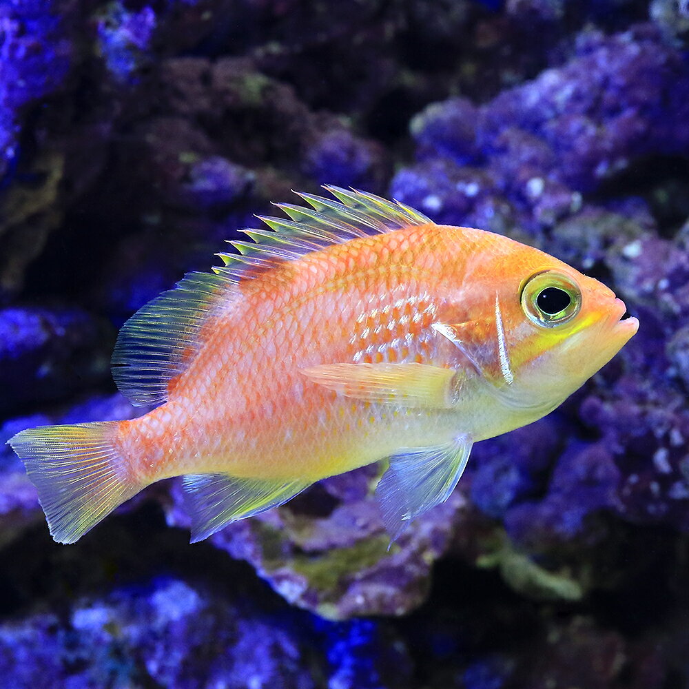 （海水魚）スミツキハナダイ　メス（1匹）　北海道・九州航空便要保温
