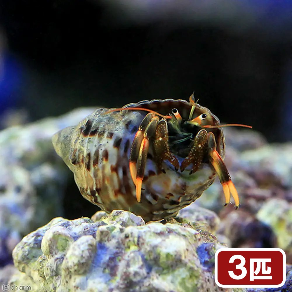 （海水魚）ヤドカリ　沖縄産　マダラヨコバサミ（3匹）　北海道・九州航空便要保温...
