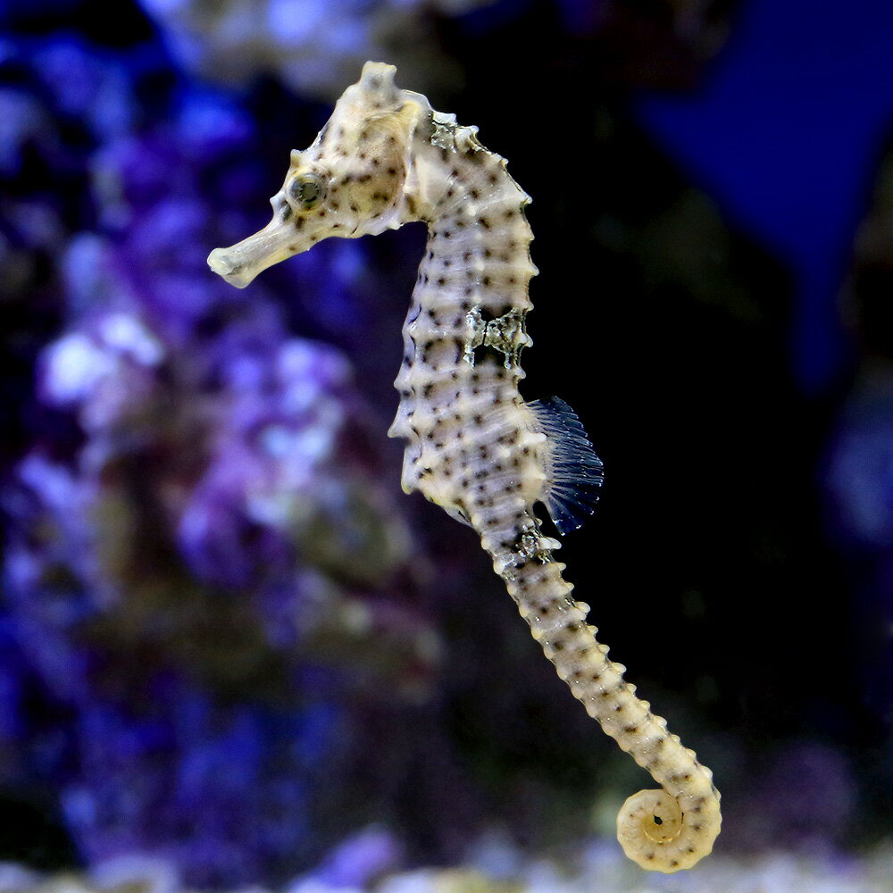 楽天市場】海水魚 タツノオトシゴの通販