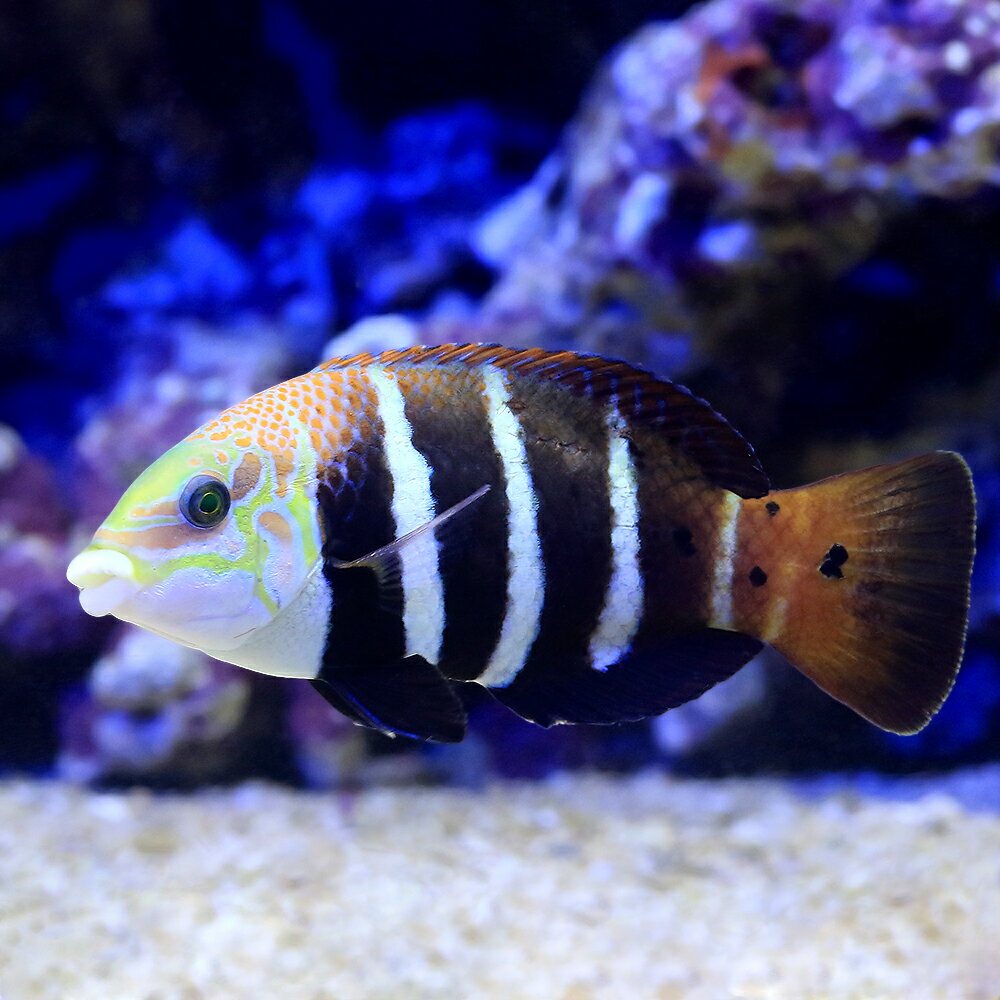 維拉 - （海水魚）シマタレクチベラ（1匹）　北海道航空便要保温