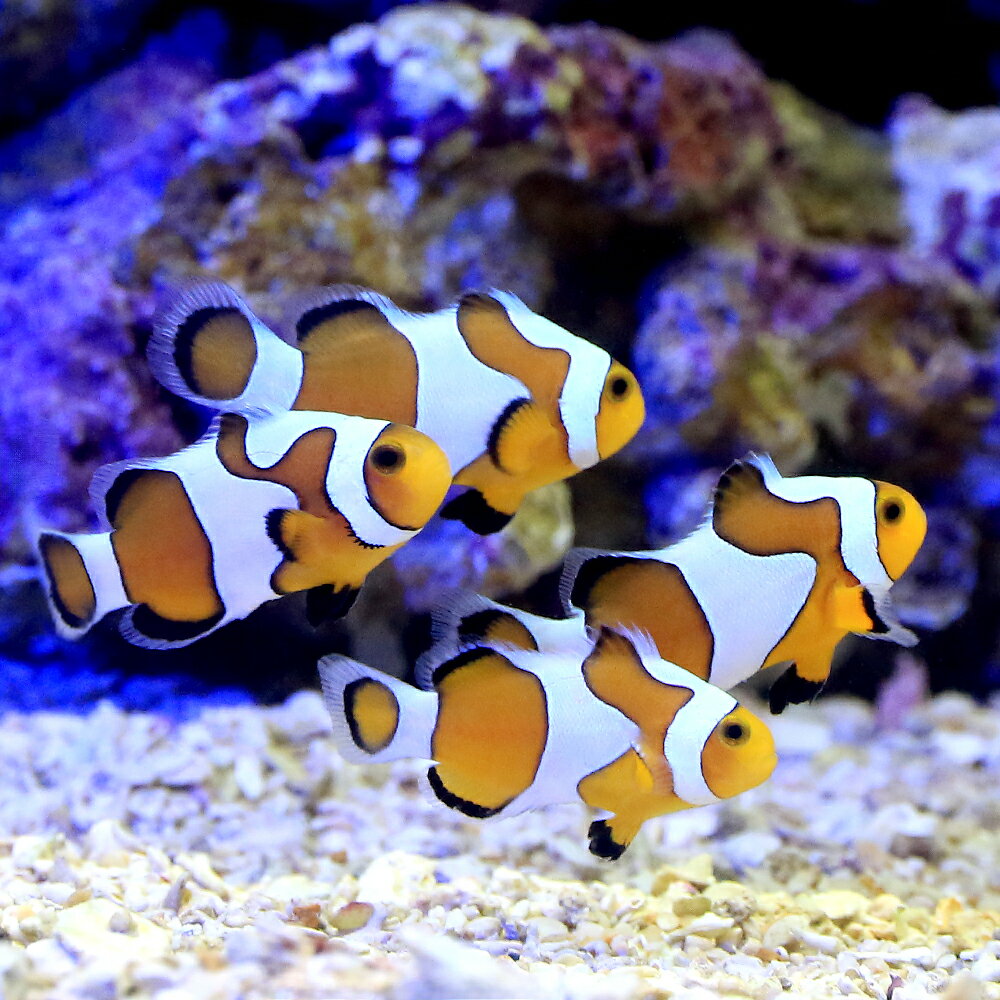 海水魚　プラチナオセラリス　2匹　オマケサンゴ　セット 海水魚混泳】プラチナオセラリスを購入❗カクレクマノミと混泳は大丈夫