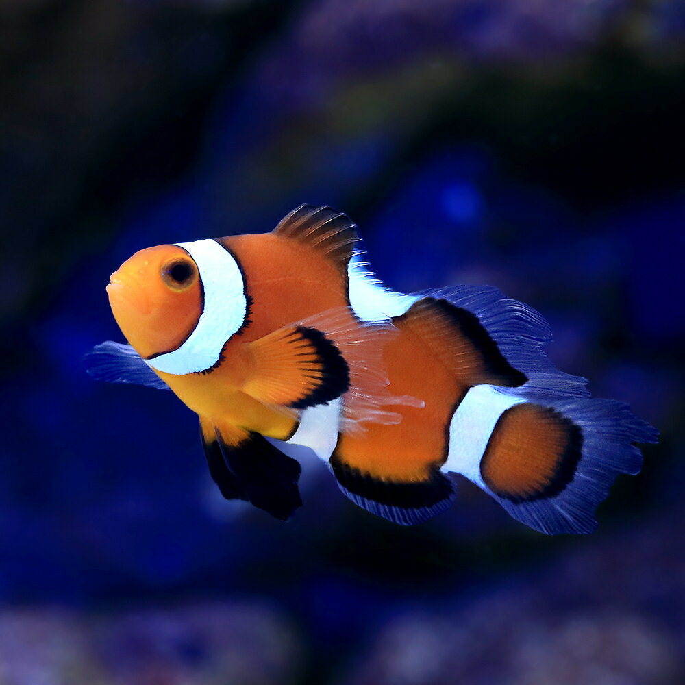 �ʳ�����˥��󥰥ե��󥪥���ꥹ�����ڥ����ѥ�����ʥ֥꡼�ɡˡ�1ɤ�ˡ��̳�ƻ���彣�Ҷ������ݲ�