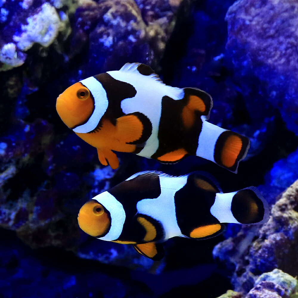 �ʳ�����˥֥�å��ԥ������饦�󡡥ڥ���󥰥����󥸥��åȡʥ֥꡼�ɡˡ�1���åȡˡ��̳�ƻ���彣�Ҷ������ݲ�