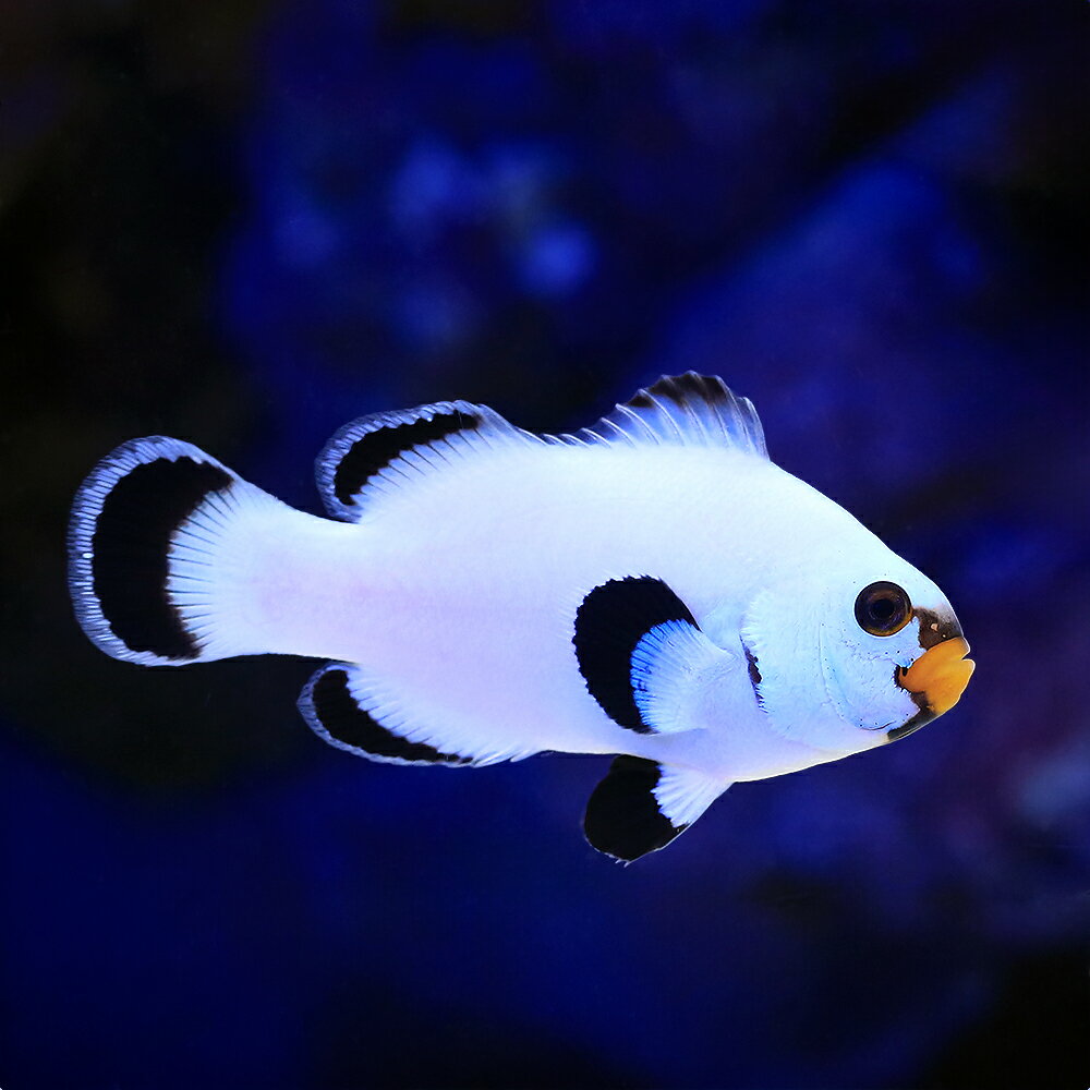 （海水魚）プラチナクラウン　ブラックタイプ　Mサイズ（ブリード）（1匹）　北海道・九州航空便要保温