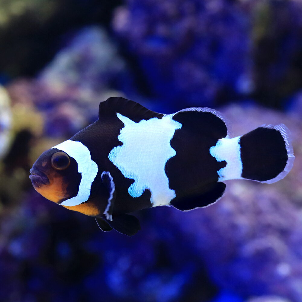 （海水魚）ブラックスノーフレークオセラリス　Mサイズ（ブリード）（1匹）　北海道・九州航空便要保温