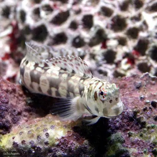 楽天市場】海水魚 飼育セットの通販