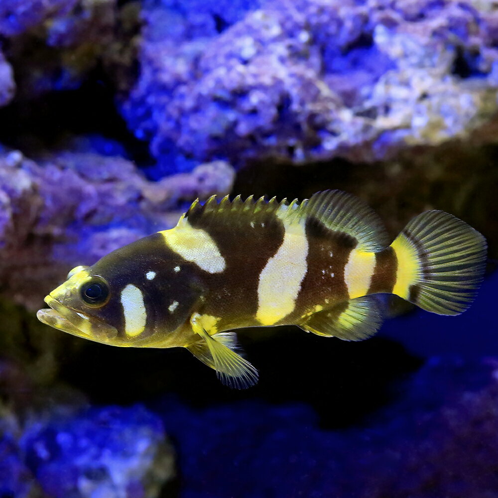 （海水魚）タマカイ（ブリード）（汽水）（1匹）　北海道・九州航空便要保温