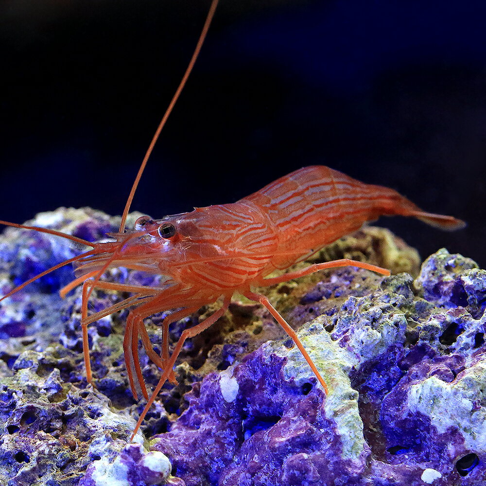 （海水魚）エビ　ペパ…