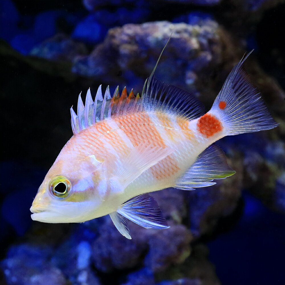 （海水魚）アズマハナダイ（1匹）　北海道・九州航空便要保温