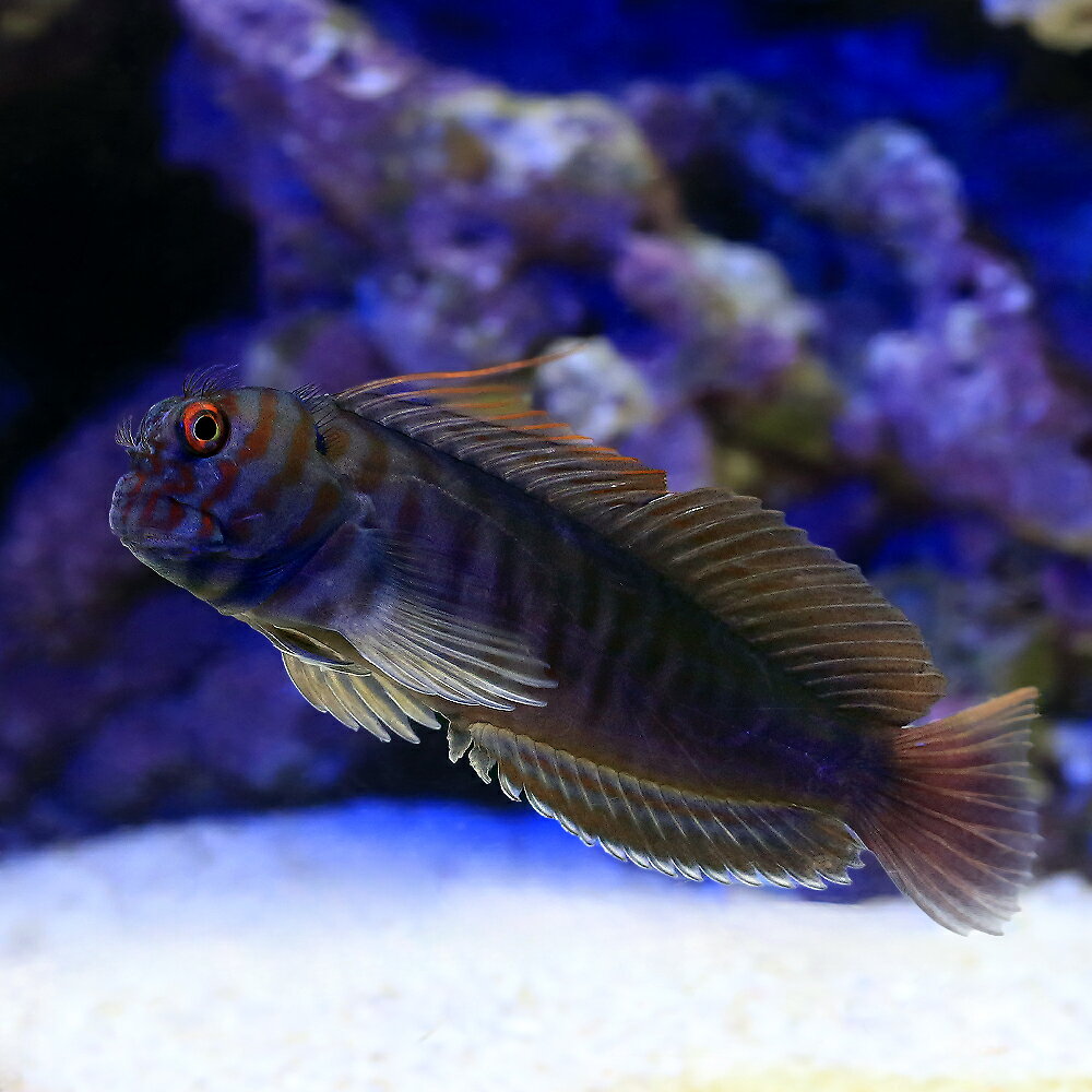 （海水魚）タテガミカエルウオ（1匹）