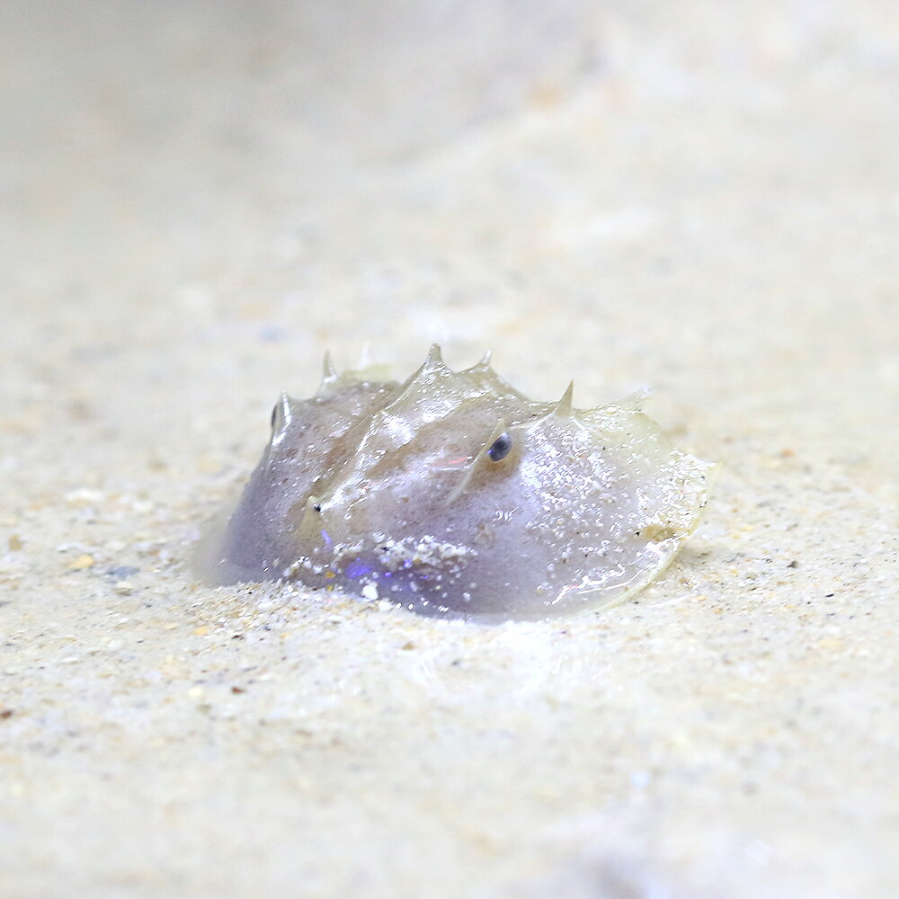 （海水魚）お家で干潟再現セット！C（ばくとサンドスーパーパウダ—＋アメリカカブトガニSサイズ）（1セット）