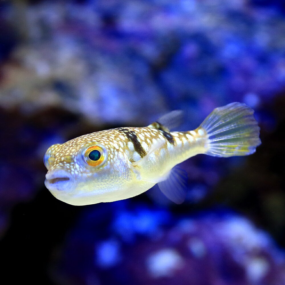 海水魚ハリセンボン　約15㎝ ハリセンボン 8-10cm± !海水魚 フグ 15時までのご注文で当日発送(t123