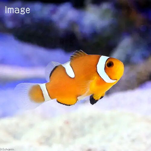 （海水魚）カクレクマノミ　イレギュラーバンド（国産ブリード）（5匹）
