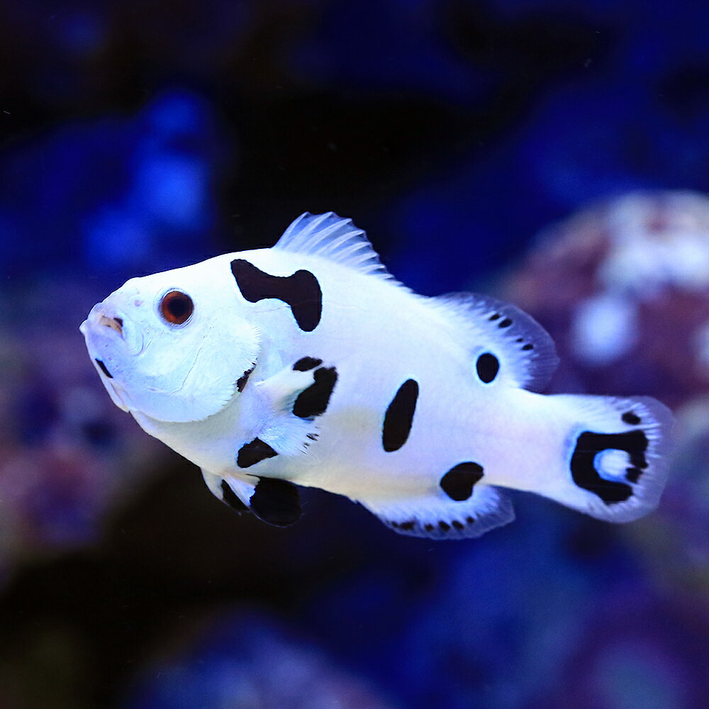 （海水魚）プラチナストームクラウン　Mサイズ（1匹）　北海道・九州航空便要保温