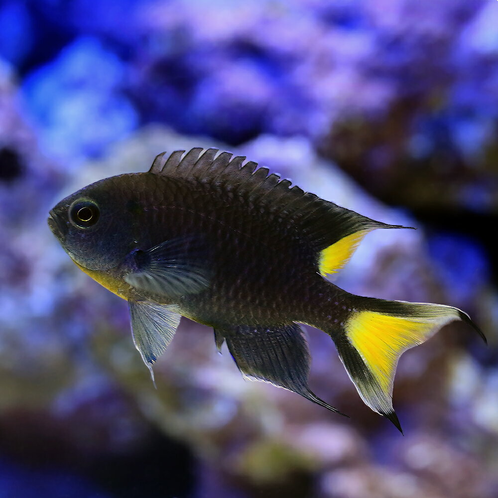 （海水魚）リボンスズメダイ（5匹）　北海道・九州航空便要保温