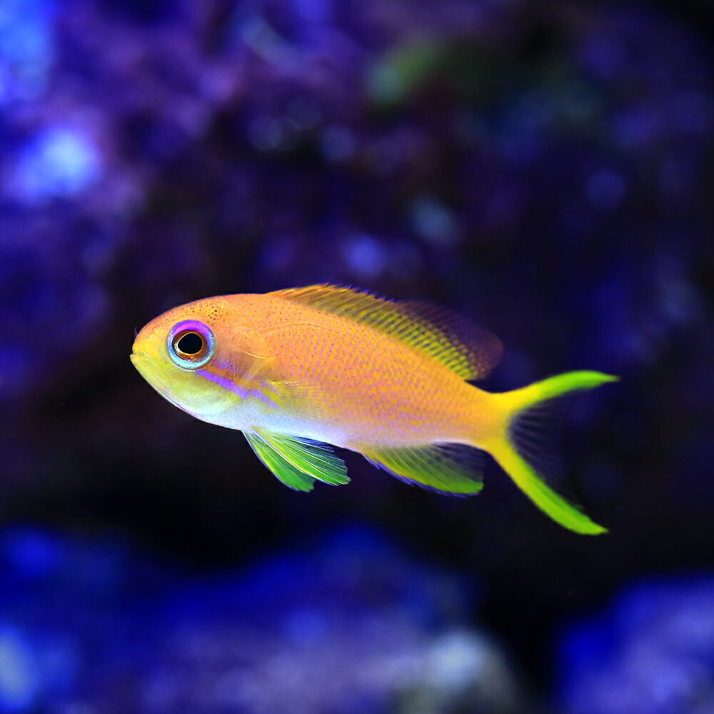 楽天市場】海水魚 生体 ハナダイ（観賞魚｜熱帯魚・アクアリウム