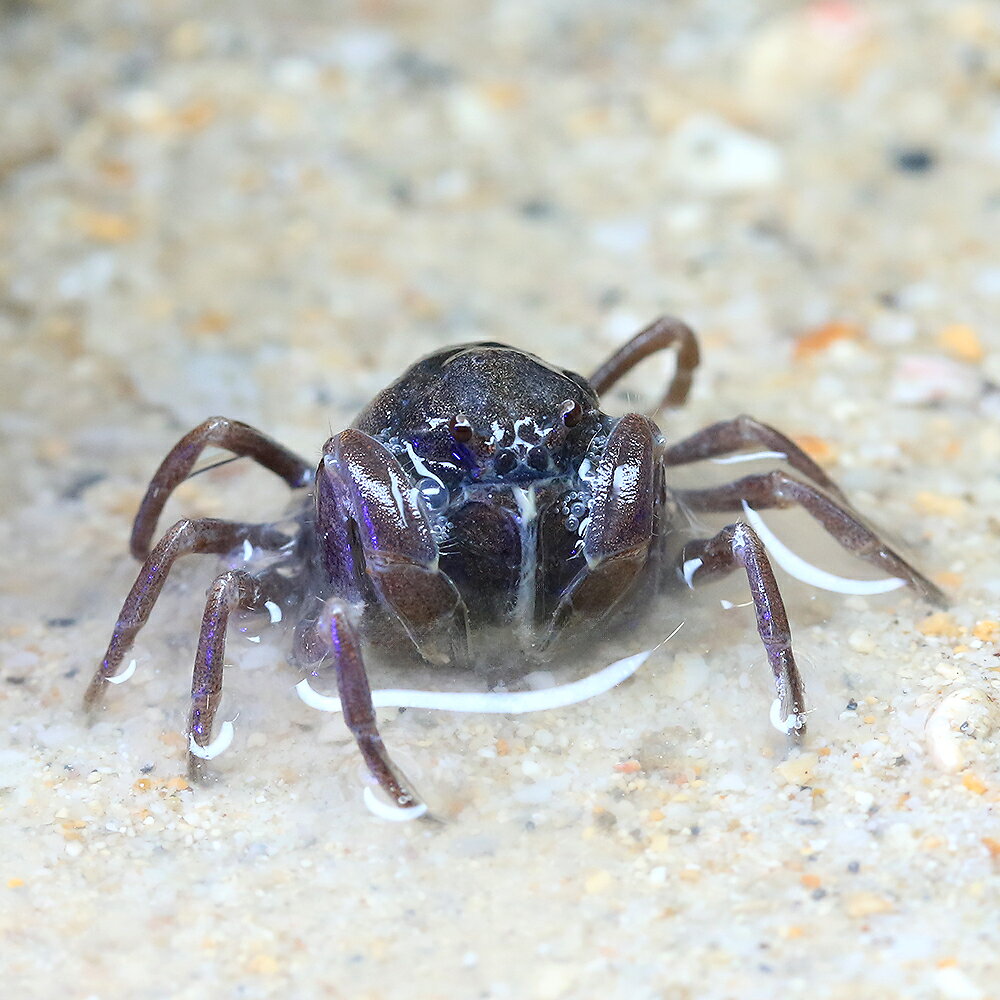（海水魚）お家で干潟再現セット！D（ばくとサンドスーパーパウダ—＋ミナミコメツキガニ）（1セット）