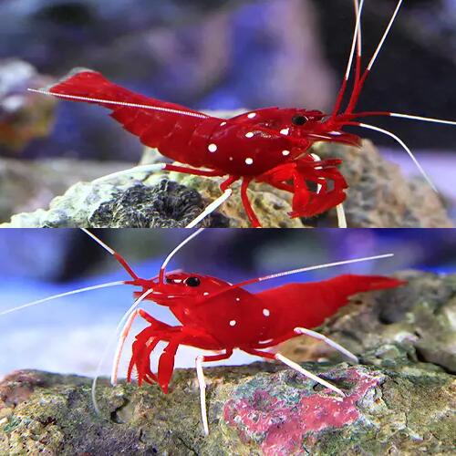 楽天市場】飼育セット（観賞魚の生態環境海水）（熱帯魚・アクアリウム