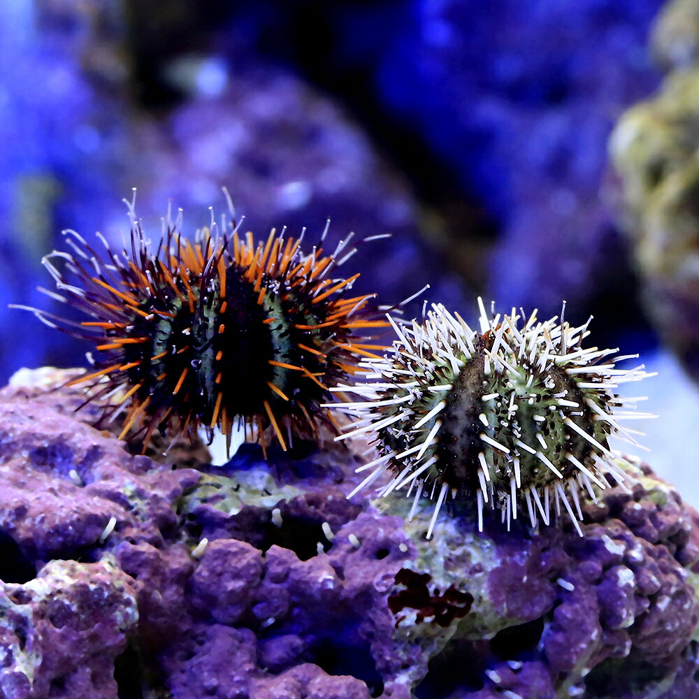 （海水魚）ウニ　シラヒゲウニ　ミックスカラー　Sサイズ（1匹）