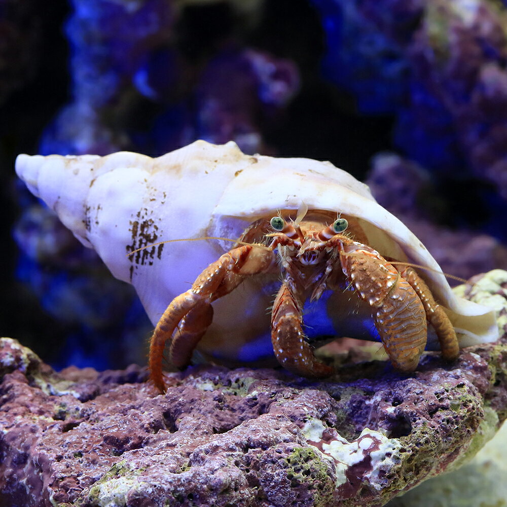 （海水魚）ヤドカリ　ケスジヤドカリ（1匹）
