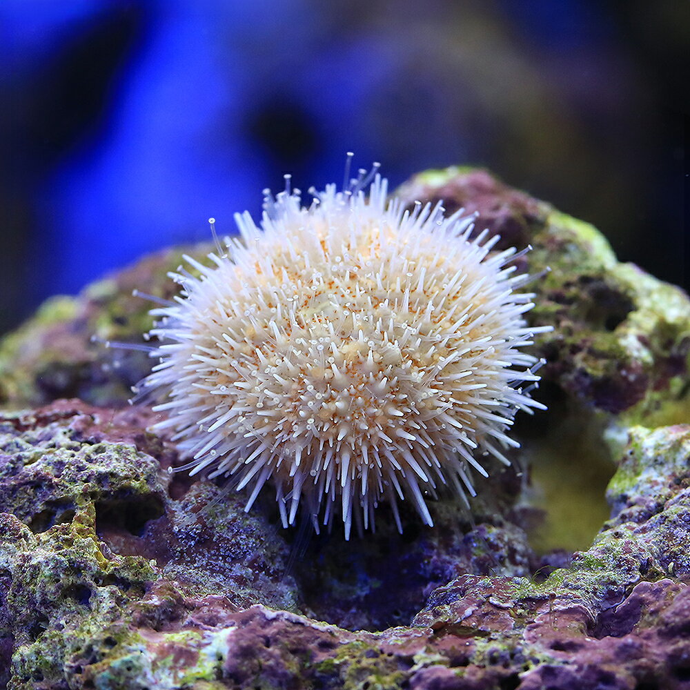 （海水魚）ウニ　モモイロマメラッパウニ（1匹）