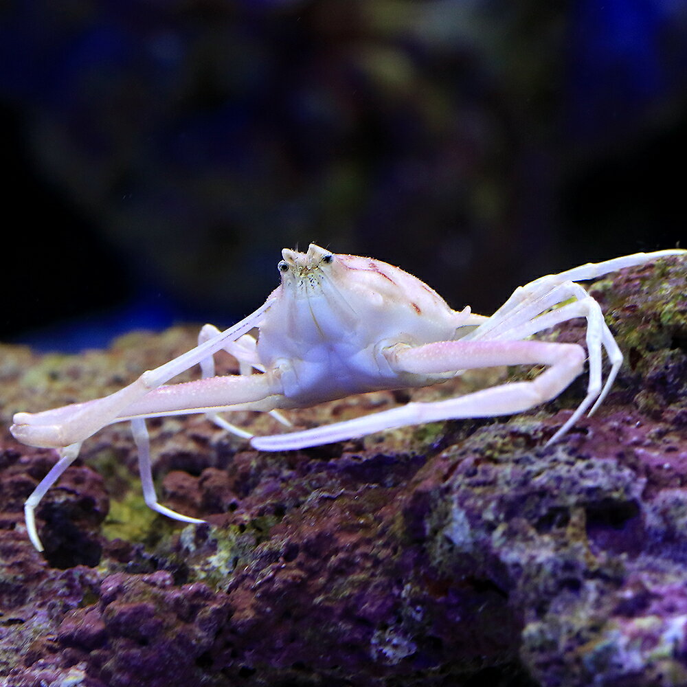 （海水魚）カニ　ジュウイチトゲコブシ（1匹）