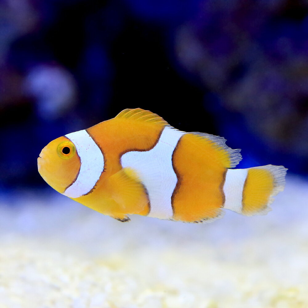（海水魚）（B品）ペルクラクラウン（ブリード）（2匹）