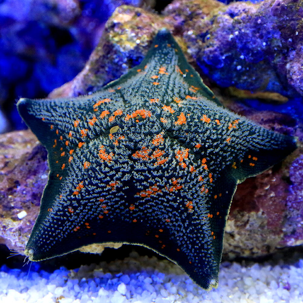 （海水魚）ヒトデ　イトマキヒトデ　おまかせカラー（5匹）