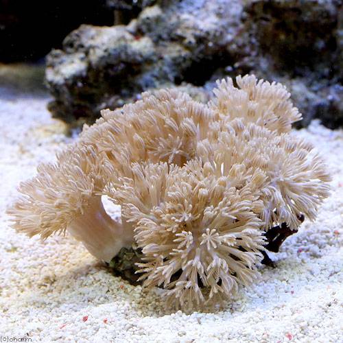 （サンゴ）沖縄産　チガイウミアザミsp．　ホワイト　Mサイズ（1個）　北海道・九州航空便要保温