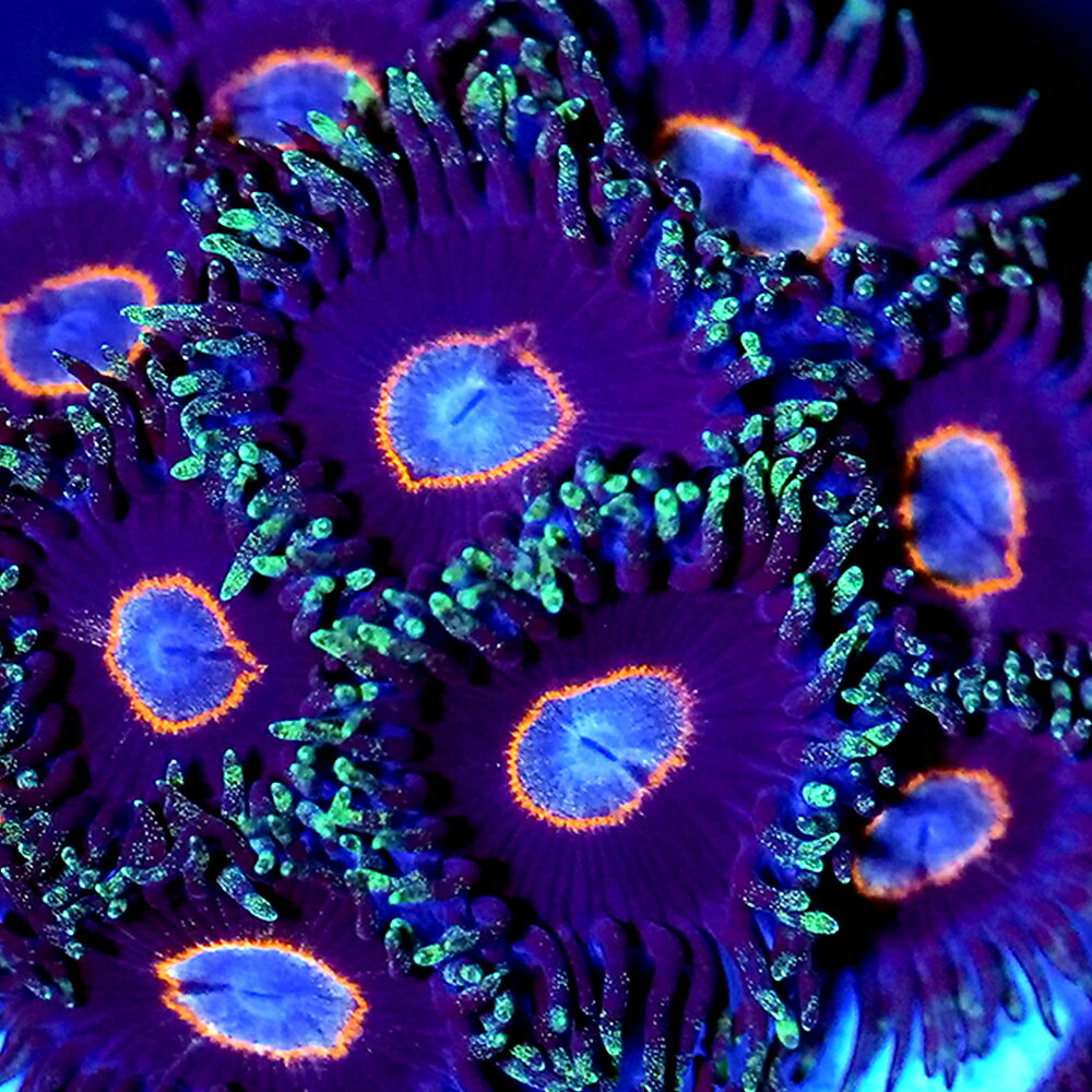 （サンゴ）フラグサンゴ　マメスナギンチャク　アケビレッド　ポリカプラグ付き（1個）wh−1　北海道・九州航空便要保温