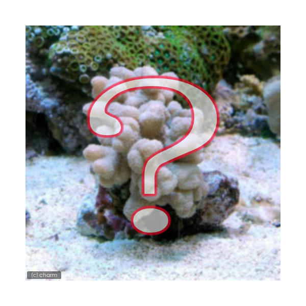 （サンゴ）おまかせウネタケ　Mサイズ（1個）　北海道・九州航空便要保温...