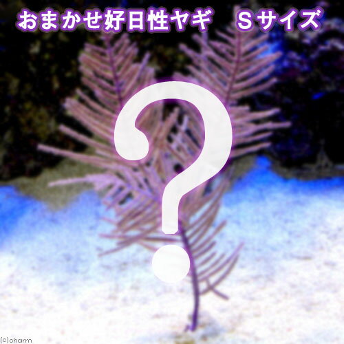（海水魚　サンゴ）おまかせ好日性ヤギ　Sサイズ（1個）