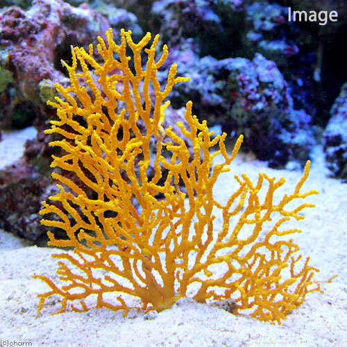 （サンゴ）イソバナ　イエロー（形状おまかせ）（1個）　北海道・九州航空便要保温