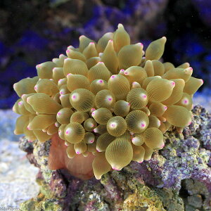 (海水魚)サンゴイソギンチャク グリーン&ピンクチップ Mサイズ(1匹)無脊椎動物 北海道・九州航空便要保温