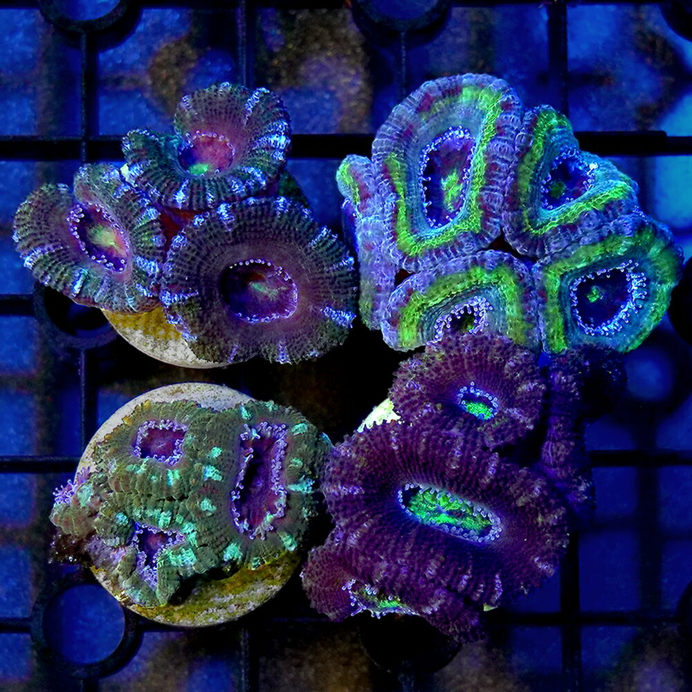 （サンゴ）オーストラリア産 カクオオトゲキクメイシ グリーン系 プラグ付き（1個） 北海道・九州航空便要保温