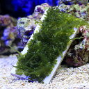 (海水魚)海藻 巻きたて ウミブドウ プレート(1個)