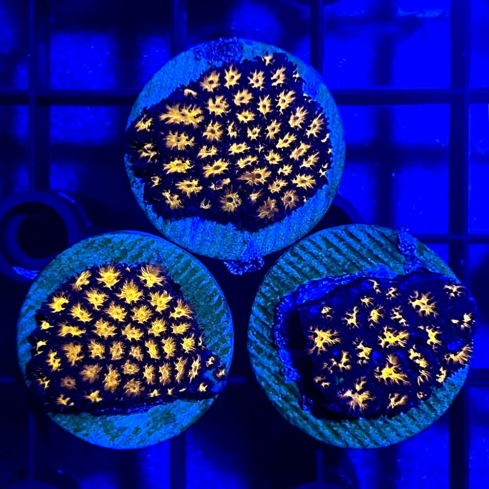 （サンゴ）トゲルリサンゴ センターオレンジ プラグ付き（1個） 北海道・九州航空便要保温