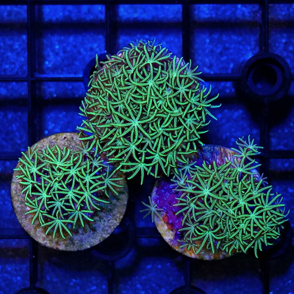 （サンゴ）沖縄産　スターポリプsp．　星型タイプ　プラグ付き（1個）　北海道・九州航空便要保温