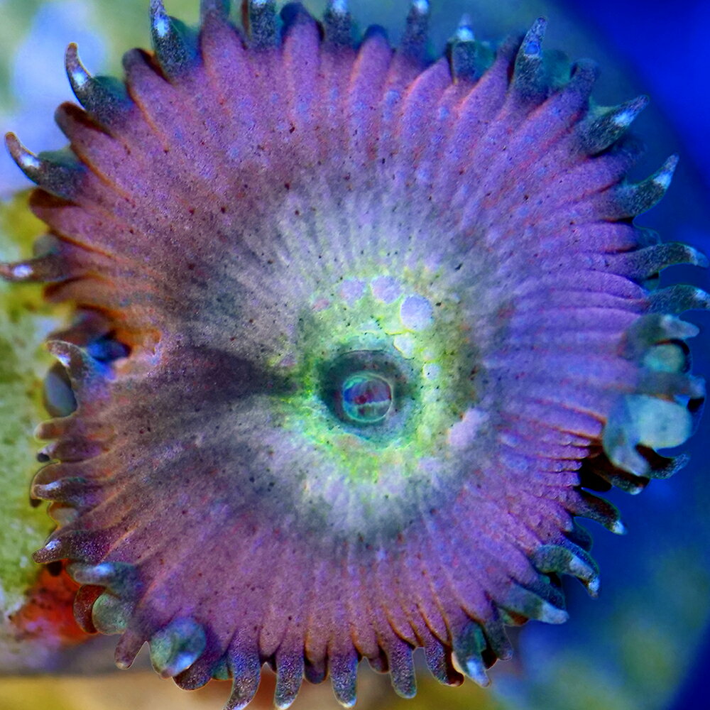 （サンゴ）マメスナギンチャク　ビューティーアンドビースト　プラグ付き（1個）　北海道・九州航空便要保温