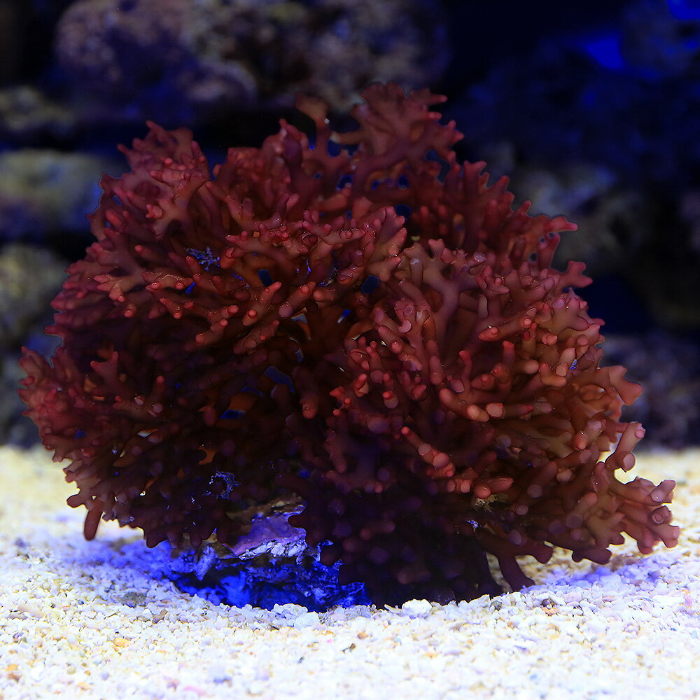 （海水魚）海藻　インドネシア産　フサノリ　岩付き（1個）　北海道・九州航空便要保温