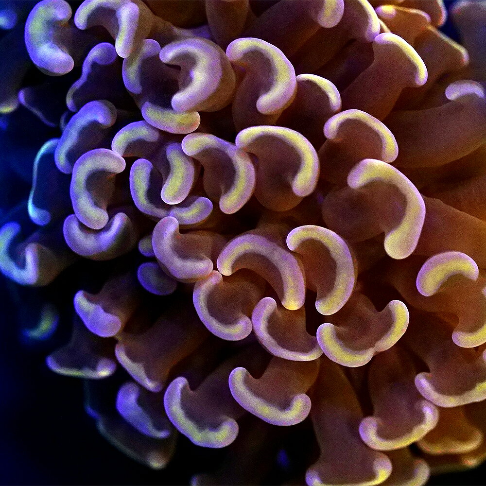 （サンゴ）フラグサンゴ　ナガレハナサンゴ　メタリックオレンジ　Mサイズポリカプラグ付き（1個）wh‐86　北海道・九州航空便要保温