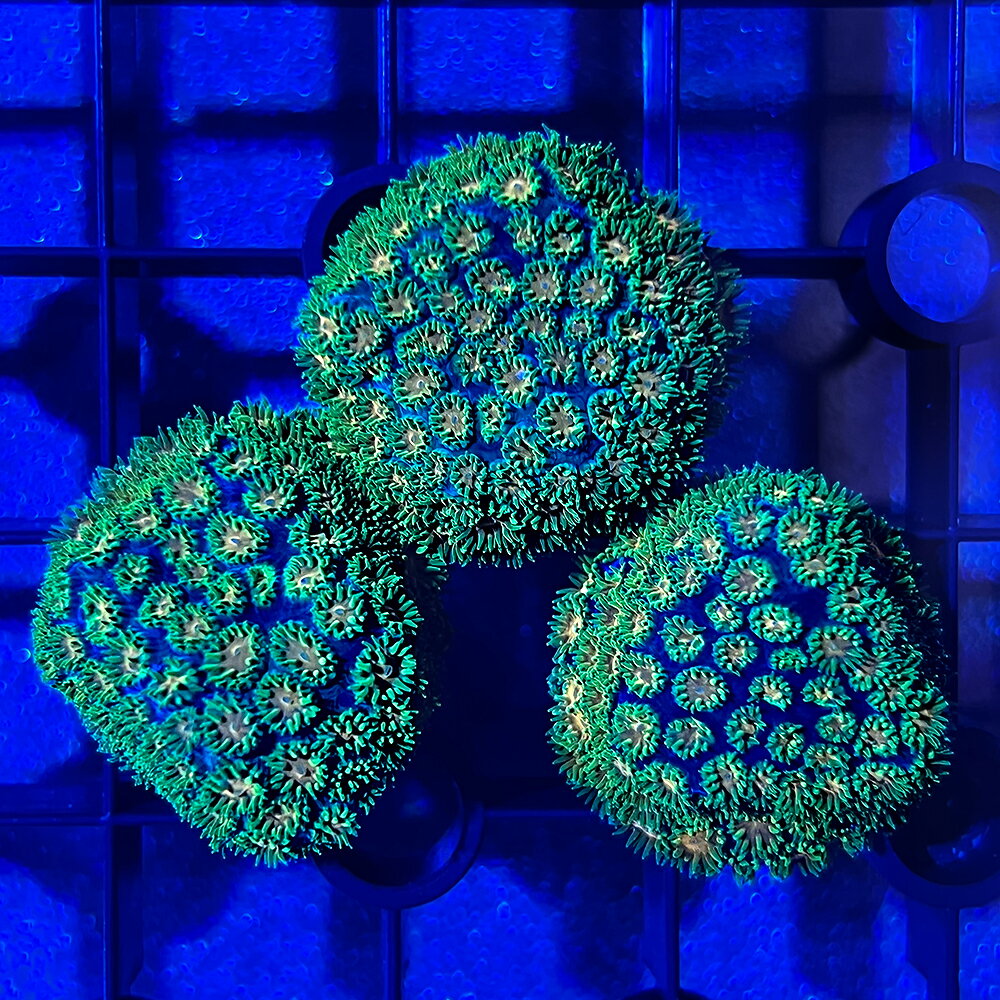 （サンゴ）トゲルリサンゴ　グリーン　プラグ付き（1個）　北海道・九州航空便要保温