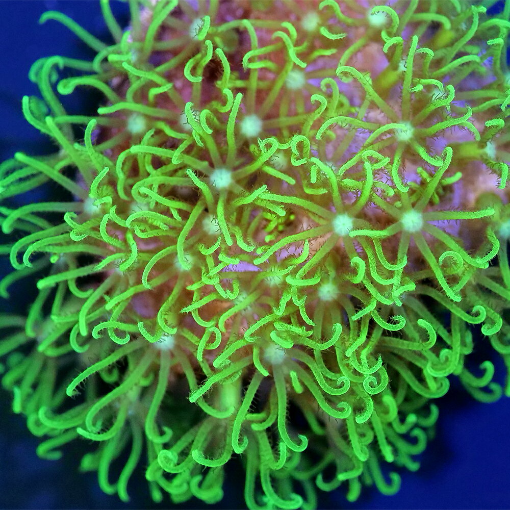 【ハッピーベル】金魚の輝き石L2個