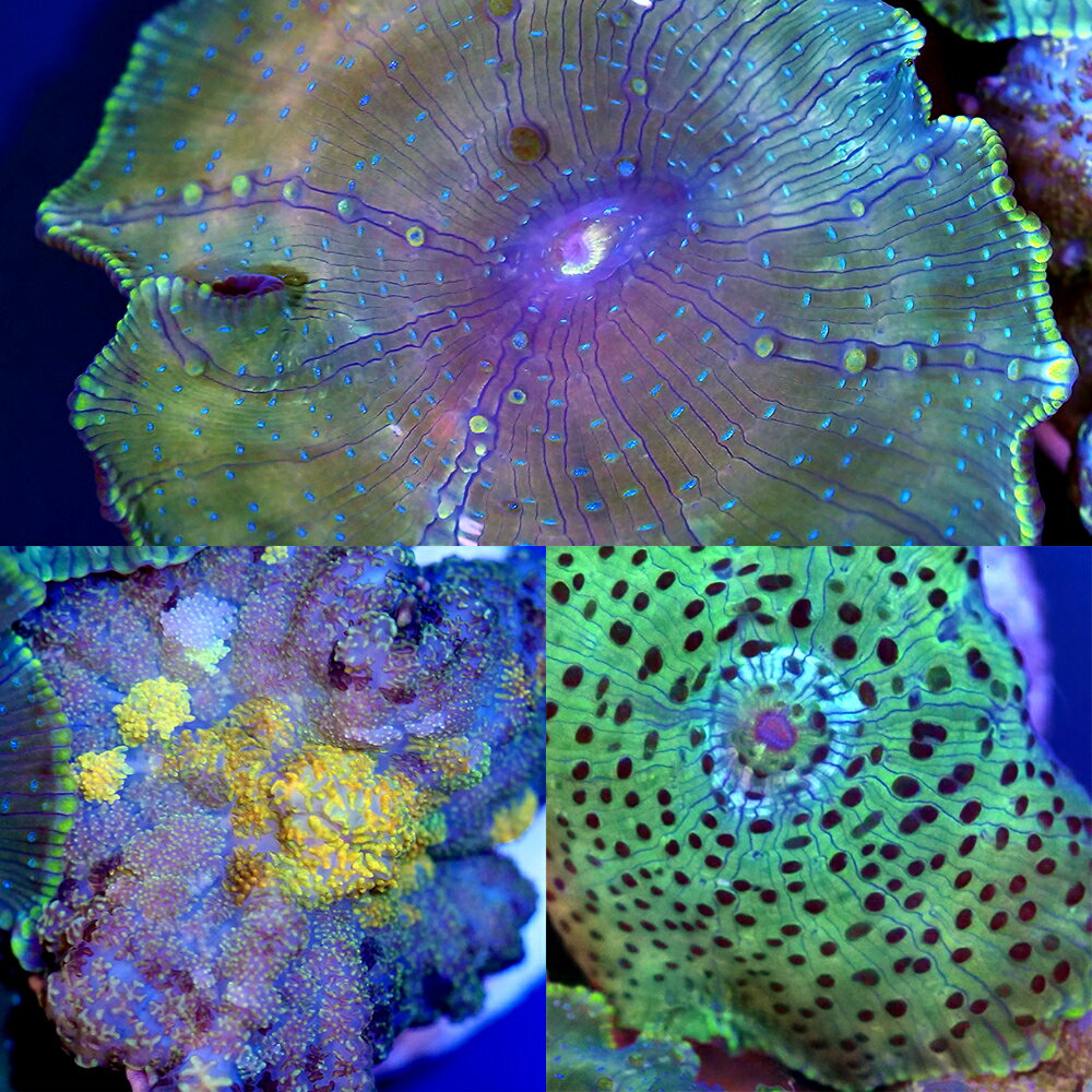 楽天市場】ディスクコーラルの通販