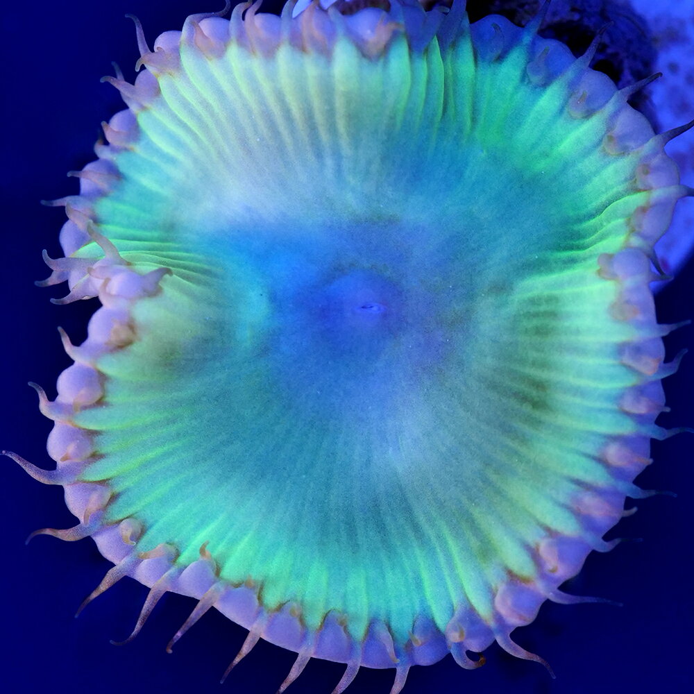 （サンゴ）マメスナギンチャク　サンゾアンシッド　クリアグリーン　ポリカプラグ付き（1個）y‐55　北海道・九州航空便要保温