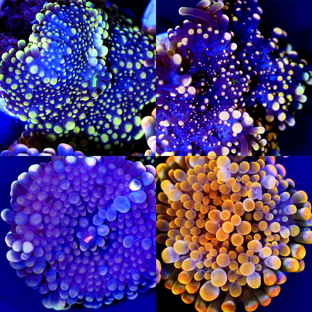 バブルディスクコーラル　10ヘッド 楽天市場】バブルディスクの通販